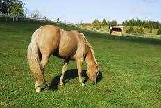 A Palomino Horse Grazes In A Summer Pasture-Blueiris-Photographic Print