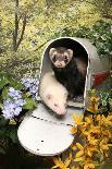 Kittens In A Mailbox-Blueiris-Photographic Print