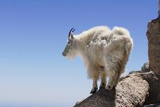 Mountain Goat On A High Mountain Ledge-Blueiris-Photographic Print