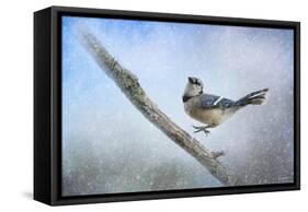 Bluejay in the Snow-Jai Johnson-Framed Stretched Canvas