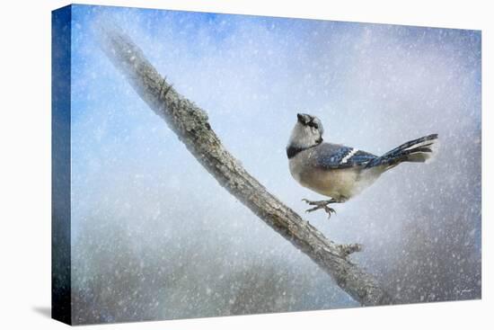 Bluejay in the Snow-Jai Johnson-Stretched Canvas