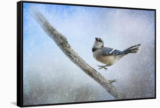 Bluejay in the Snow-Jai Johnson-Framed Stretched Canvas