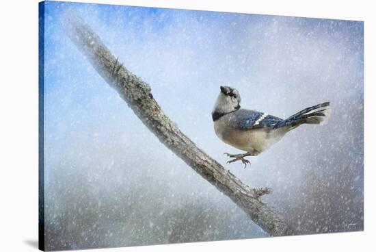 Bluejay in the Snow-Jai Johnson-Stretched Canvas