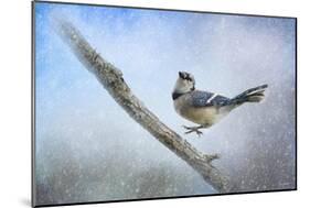 Bluejay in the Snow-Jai Johnson-Mounted Giclee Print