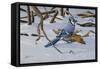 Bluejay-Wilhelm Goebel-Framed Stretched Canvas