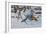 Bluejay-Wilhelm Goebel-Framed Giclee Print