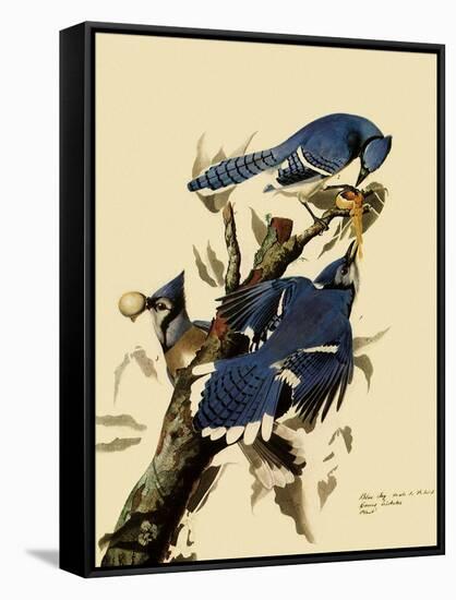 Bluejays Feeding-John James Audubon-Framed Stretched Canvas