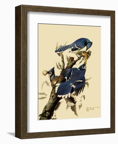 Bluejays Feeding-John James Audubon-Framed Giclee Print