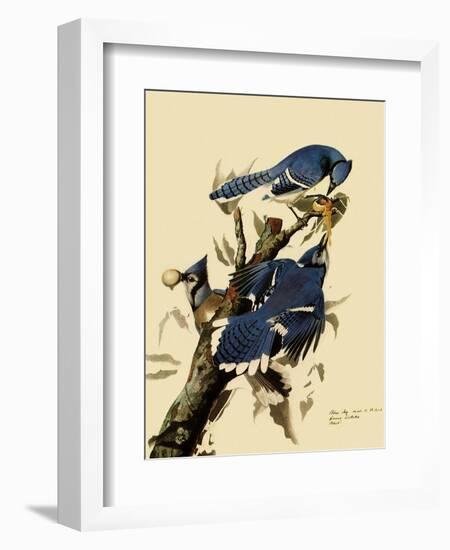 Bluejays Feeding-John James Audubon-Framed Giclee Print