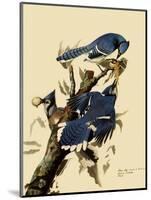 Bluejays Feeding-John James Audubon-Mounted Giclee Print