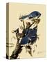 Bluejays Feeding-John James Audubon-Stretched Canvas