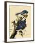 Bluejays Feeding-John James Audubon-Framed Giclee Print