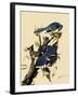 Bluejays Feeding-John James Audubon-Framed Giclee Print