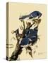 Bluejays Feeding-John James Audubon-Stretched Canvas