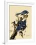 Bluejays Feeding-John James Audubon-Framed Giclee Print