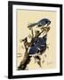 Bluejays Feeding-John James Audubon-Framed Giclee Print