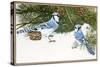 Bluejays-William Vanderdasson-Stretched Canvas