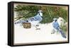 Bluejays-William Vanderdasson-Framed Stretched Canvas