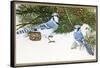 Bluejays-William Vanderdasson-Framed Stretched Canvas