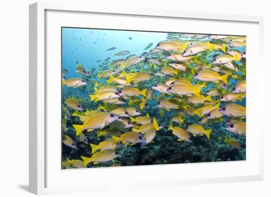 Bluelined Snapper School-null-Framed Photographic Print