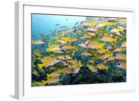 Bluelined Snapper School-null-Framed Photographic Print