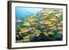 Bluelined Snapper School-null-Framed Photographic Print