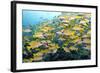 Bluelined Snapper School-null-Framed Photographic Print