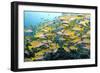 Bluelined Snapper School-null-Framed Photographic Print