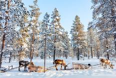 Reindeer in a Winter Forest in Finnish Lapland-BlueOrange Studio-Photographic Print