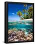 Essential Black
