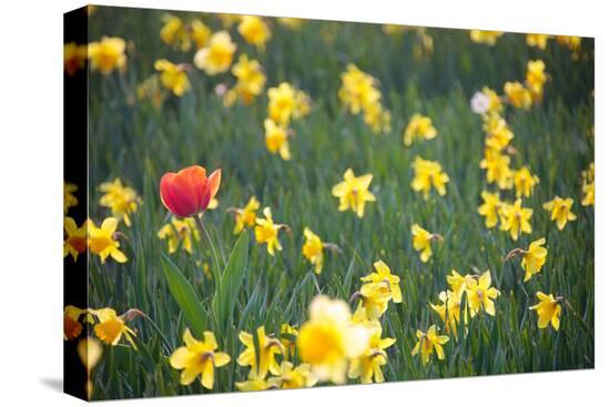 Stretched Canvas Print, , large