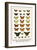Blues, Calypso Caper Whites, Plain Tigers, Monarchs, Mimic or Danaid Eggflies, Caddis Flies-Albertus Seba-Framed Art Print