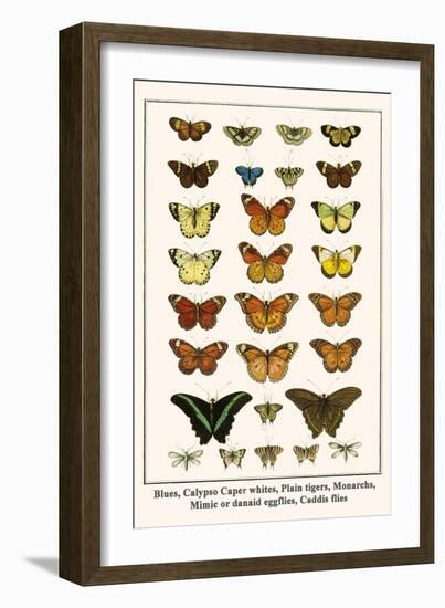 Blues, Calypso Caper Whites, Plain Tigers, Monarchs, Mimic or Danaid Eggflies, Caddis Flies-Albertus Seba-Framed Art Print