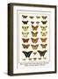 Blues, Calypso Caper Whites, Plain Tigers, Monarchs, Mimic or Danaid Eggflies, Caddis Flies-Albertus Seba-Framed Art Print