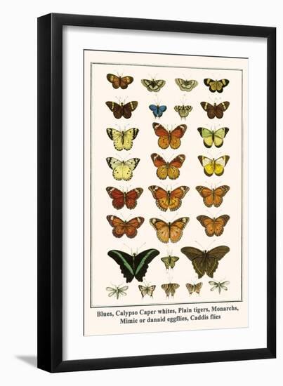 Blues, Calypso Caper Whites, Plain Tigers, Monarchs, Mimic or Danaid Eggflies, Caddis Flies-Albertus Seba-Framed Art Print