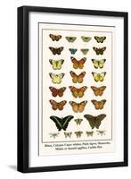 Blues, Calypso Caper Whites, Plain Tigers, Monarchs, Mimic or Danaid Eggflies, Caddis Flies-Albertus Seba-Framed Art Print