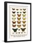 Blues, Calypso Caper Whites, Plain Tigers, Monarchs, Mimic or Danaid Eggflies, Caddis Flies-Albertus Seba-Framed Art Print