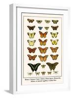 Blues, Calypso Caper Whites, Plain Tigers, Monarchs, Mimic or Danaid Eggflies, Caddis Flies-Albertus Seba-Framed Art Print