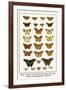 Blues, Calypso Caper Whites, Plain Tigers, Monarchs, Mimic or Danaid Eggflies, Caddis Flies-Albertus Seba-Framed Art Print