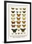 Blues, Calypso Caper Whites, Plain Tigers, Monarchs, Mimic or Danaid Eggflies, Caddis Flies-Albertus Seba-Framed Art Print