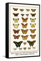 Blues, Calypso Caper Whites, Plain Tigers, Monarchs, Mimic or Danaid Eggflies, Caddis Flies-Albertus Seba-Framed Stretched Canvas