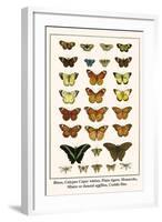 Blues, Calypso Caper Whites, Plain Tigers, Monarchs, Mimic or Danaid Eggflies, Caddis Flies-Albertus Seba-Framed Art Print