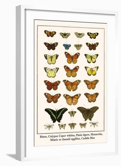 Blues, Calypso Caper Whites, Plain Tigers, Monarchs, Mimic or Danaid Eggflies, Caddis Flies-Albertus Seba-Framed Art Print