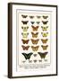 Blues, Calypso Caper Whites, Plain Tigers, Monarchs, Mimic or Danaid Eggflies, Caddis Flies-Albertus Seba-Framed Art Print