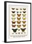 Blues, Calypso Caper Whites, Plain Tigers, Monarchs, Mimic or Danaid Eggflies, Caddis Flies-Albertus Seba-Framed Art Print