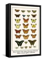 Blues, Calypso Caper Whites, Plain Tigers, Monarchs, Mimic or Danaid Eggflies, Caddis Flies-Albertus Seba-Framed Stretched Canvas