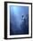 Blues-Christophe Kiciak-Framed Photographic Print