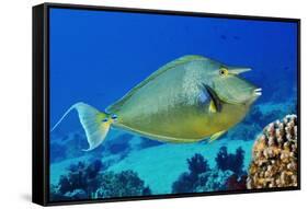 Bluespine unicornfish, Ras Mohammed National Park, Egypt, Red Sea.-Linda Pitkin-Framed Stretched Canvas