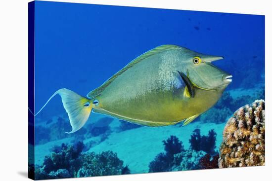 Bluespine unicornfish, Ras Mohammed National Park, Egypt, Red Sea.-Linda Pitkin-Stretched Canvas