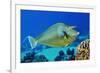 Bluespine unicornfish, Ras Mohammed National Park, Egypt, Red Sea.-Linda Pitkin-Framed Photographic Print